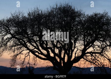 Albero di quercia al crepuscolo al Tualatin Wildlife Refuge in Oregon Foto Stock