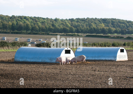 Aprire il settore allevamento di suini in Dorset Foto Stock