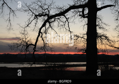 Albero di quercia al crepuscolo al Tualatin Wildlife Refuge in Oregon Foto Stock