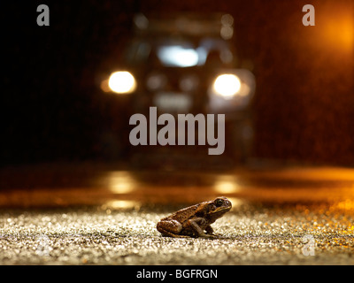 Il rospo di canna sulla notte piovosa catturati in auto fari anteriori Foto Stock