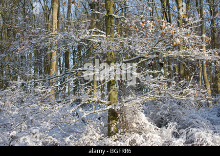 Coperta di neve alberi in Lincolnshire Woodland Foto Stock