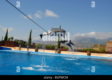 Esecuzione di delfini saltando su corda, Spettacolo di Delfini, Mundomar, Benidorm, Alicante provincia, Comunidad Valenciana, Spagna Foto Stock