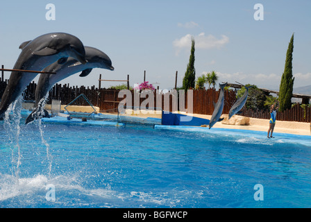 I delfini jumping, Spettacolo di Delfini, Mundomar, Benidorm, Alicante provincia, Comunidad Valenciana, Spagna Foto Stock