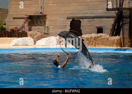 Eseguire dolphin saltando attraverso hoop, Spettacolo di Delfini, Mundomar, Benidorm, Alicante provincia, Comunidad Valenciana, Spagna Foto Stock