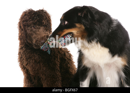 Due cani giocando rimorchiatore di guerra adulto maschio Border Collie e femmine giovane labradoodle Studio Foto Stock