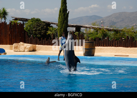 Esecuzione di Dolphin e formatore, Spettacolo di Delfini, Mundomar, Benidorm, Alicante provincia, Comunidad Valenciana, Spagna Foto Stock