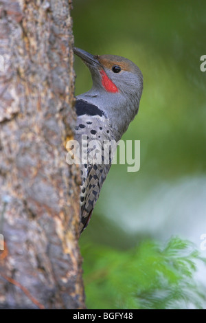 Northern Flicker Colaptes auratus maschio appollaiato sul lato del tronco di Nanaimo, Isola di Vancouver in settembre. Foto Stock