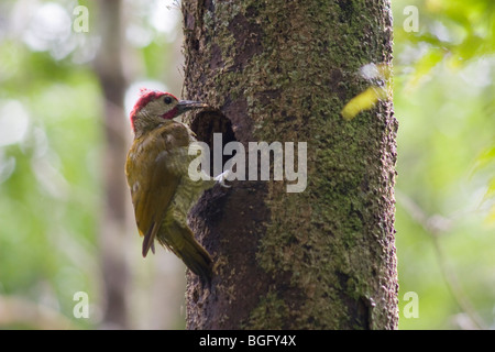 Golden-olive picchio, Colaptes rubiginosus, picchio in foresta pluviale montane. Foto Stock