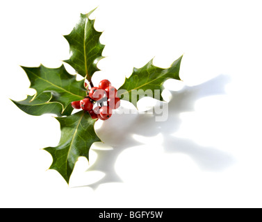 Holly rametto con bacche di colore rosso su bianco Foto Stock