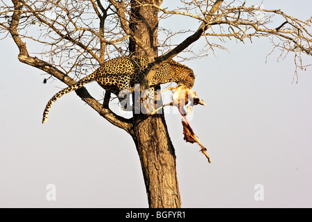 Leopard nasconde preda nella struttura ad albero Foto Stock