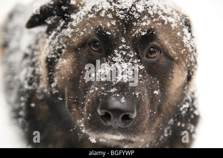 Faccia di un Elkhound norvegese e pastore tedesco mix nella neve Foto Stock