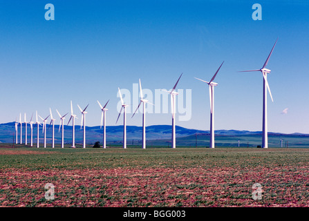 Wind Farm Wind Turbine di centrali eoliche, rinnovabili / Energia alternativa potenza in prossimità del rullo di estrazione Creek, Alberta, Canada Foto Stock