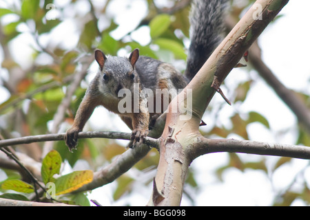 Variegata di scoiattolo (Sciurus variegatoides), Costa Rica. Foto Stock
