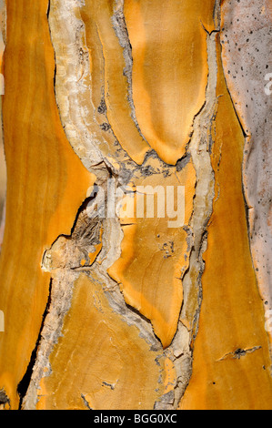 Corteccia di albero faretra, Kocurboom, Aloe dichotoma, Namaqualand, Sud Africa Foto Stock