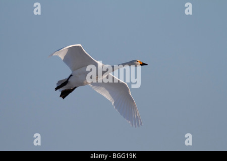 Bewick's Swan Cygnus olor in volo Foto Stock