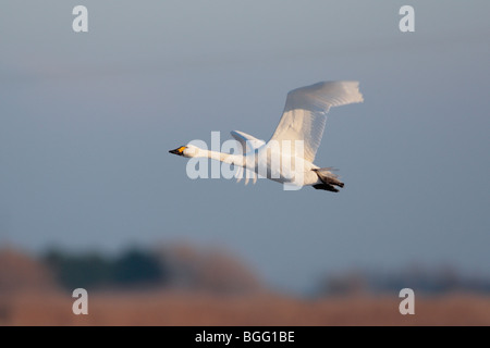 Bewick's Swan Cygnus olor in volo Foto Stock