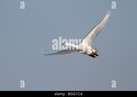 Bewick's Swan Cygnus olor in volo Foto Stock