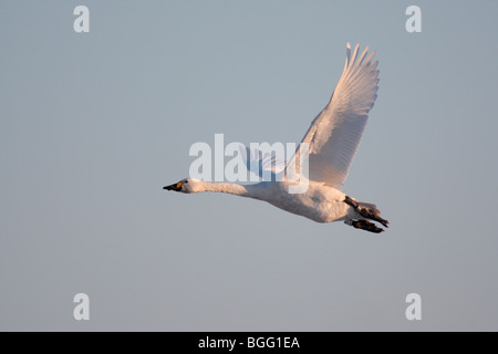 Bewick's Swan Cygnus olor in volo Foto Stock