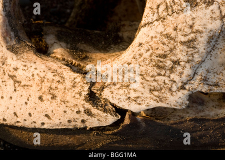 Close-up di un cranio di un pericolo olive ridley SEA TURTLE (Lepidochelys olivacea). Trovato sulla spiaggia in Costa Rica. Foto Stock
