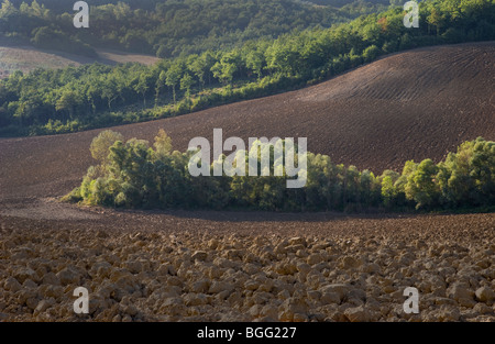 Boschi e campi arati presto luce di laminazione agricola del paesaggio rurale della Toscana in Italia Foto Stock