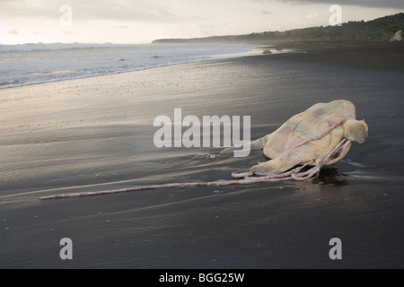 Dead Olive Ridley le tartarughe di mare, Lepidochelys olivacea, (una specie in via di estinzione) lavato fino su una spiaggia in Costa Rica. Foto Stock