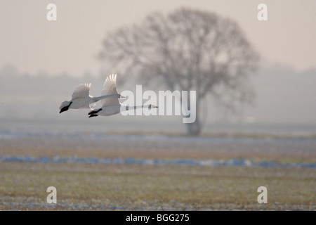 Whooper Swan Cygnus cygnus in volo la neve in inverno Foto Stock