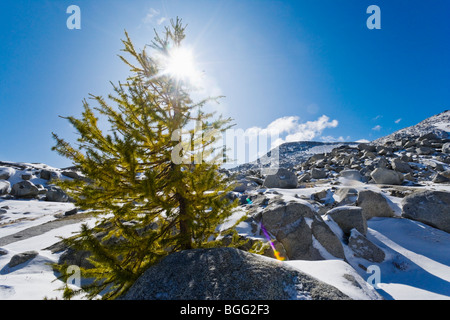 Un larice comincia a mostrare la sua caduta dei colori nella parte superiore gli incantesimi, Incanto Lakes Wilderness Area Foto Stock