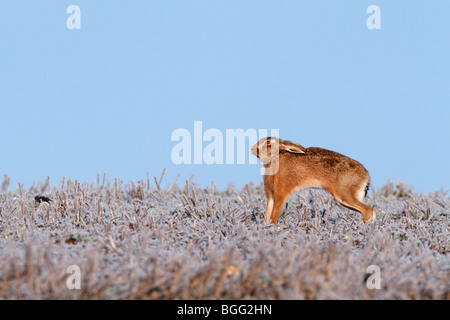 Brown lepre Lepus capensis alert stretching frosty Foto Stock