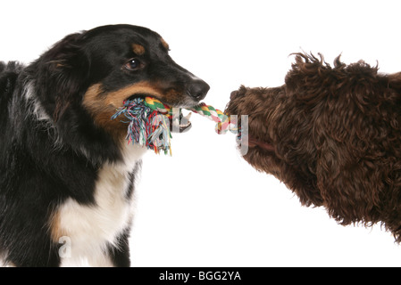 Due cani giocando rimorchiatore di guerra adulto maschio Border Collie e femmine giovane labradoodle Studio Foto Stock