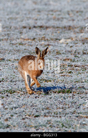 Brown lepre Lepus capensis Allarme gelo in esecuzione Foto Stock