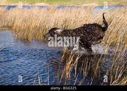 Labradoodle giocando in acqua i singoli giovani femmine Gosport, Regno Unito Foto Stock