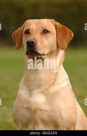 Giallo labrador retriever ritratto Foto Stock