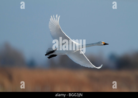 Bewick's Swan Cygnus olor in volo Foto Stock