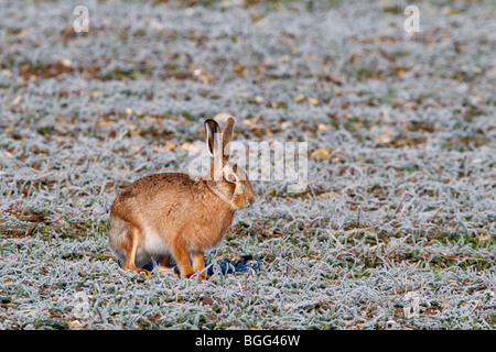 Brown lepre Lepus capensis alert close up Foto Stock