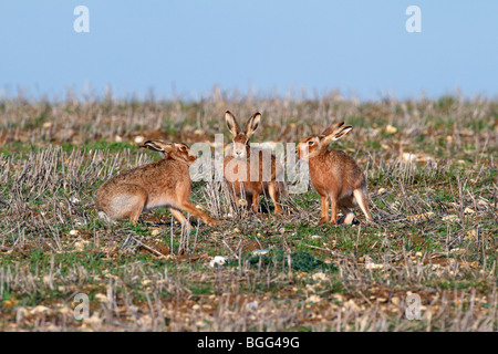 Brown lepre Lepus capensis acceso gruppo di azione Foto Stock