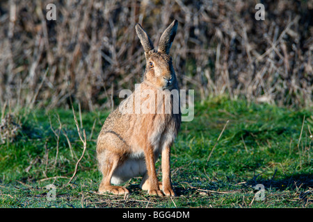 Brown lepre Lepus capensis alert close up Foto Stock