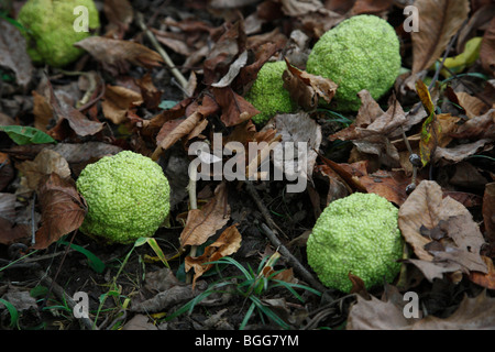 Hedgeapple Bodark Bois D'Arc Fallen Fruits on a Ground in West Virginia USA sfondo sfocato nessuno orizzontale negli Stati Uniti ad alta risoluzione Foto Stock