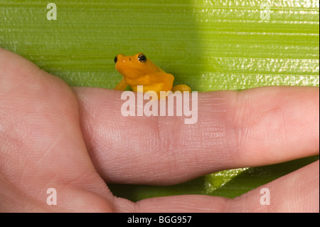 Dr. Beth Pettitt zoologo con Golden Poison-Dart Frog (Colostethus beebei). Serbatoio Bromeliad (Brocchinia micrantha) Contesto Foto Stock