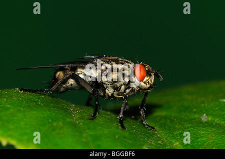 Carne-fly (Sarcophaga carnaria) in appoggio sulla lamina, Oxfordshire. Foto Stock