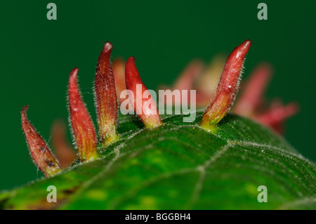 Lime Nail-gall mite (Eriophyes tiliae) Galli il tiglio (Tilia) tree foglia, Oxfordshire, Regno Unito. Foto Stock