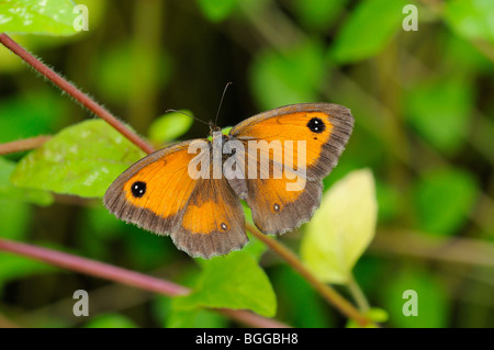 Gatekeeper (Farfalla Pyronia tithonus) appoggiato sulla vegetazione, Oxfordshire, Regno Unito. Foto Stock