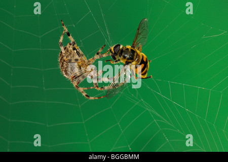 Giardino Orb Spider (Araneus diadematus) nel web con catturati hoverfly, Oxfordshire, Regno Unito. Foto Stock