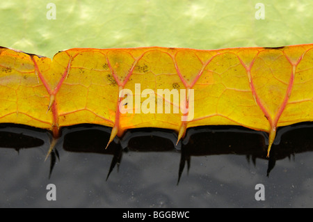 Acqua gigante Lily (Victoria amazonica) close-up mostra spike sul bordo del piombo o pad, Pantanal, Brasile. Foto Stock
