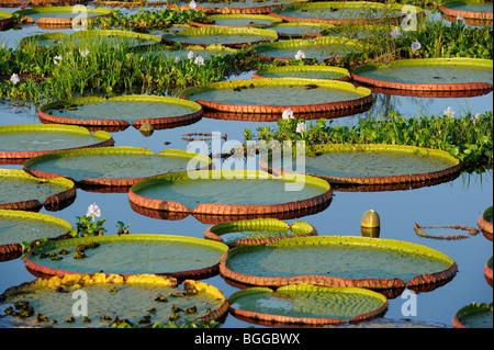 Acqua gigante Lily (Victoria amazonica) gruppo di grandi dimensioni che mostra foglie giganti o tamponi, Pantanal, Brasile. Foto Stock