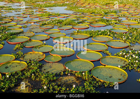 Acqua gigante Lily (Victoria amazonica) gruppo di grandi dimensioni con acqua giacinto, Pantanal, Brasile. Foto Stock