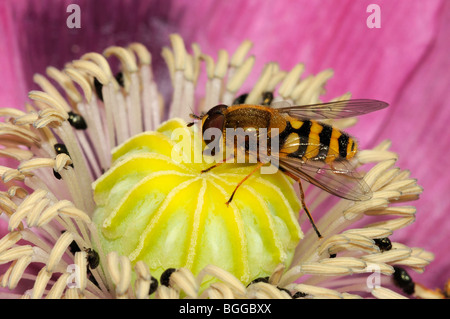 Hoverfly (Xanthogramma pedissequum) appoggiata sul fiore di papavero, Oxfordshire, Regno Unito. Foto Stock