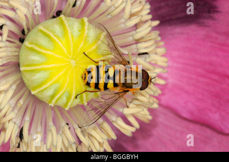 Hoverfly (Xanthogramma pedissequum) appoggiata sul fiore di papavero, Oxfordshire, Regno Unito. Foto Stock