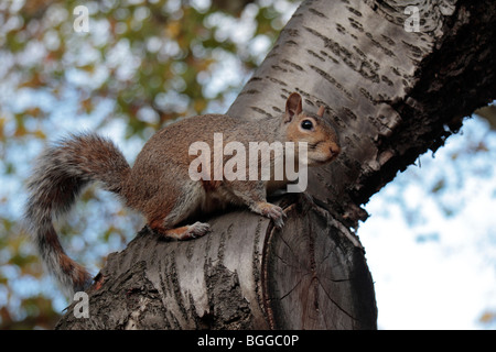 Uno scoiattolo grigio in una struttura ad albero in Hyde Park, Londra, Regno Unito. Foto Stock