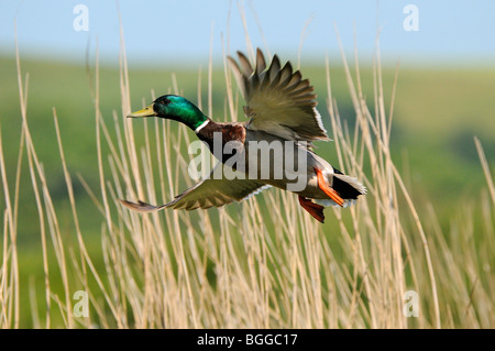 Mallard Duck (Anas platyrhynchos) di prendere il volo da reedbed, Oxfordshire, Regno Unito. Foto Stock