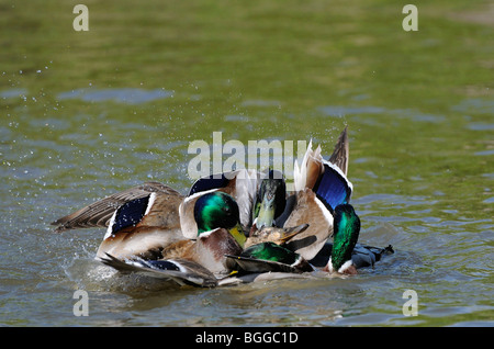 Mallard Duck (Anas platyrhynchos) gruppo di maschi cercando di maschio con una femmina solitaria sull'acqua, Oxfordshire, Regno Unito. Foto Stock